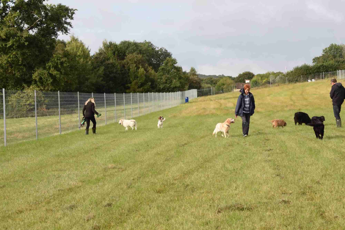 Staple Dogs Run Free