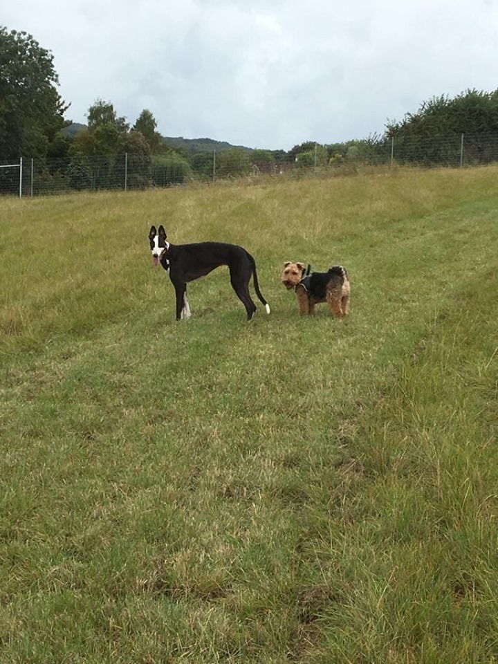 Staple Dogs Run Free