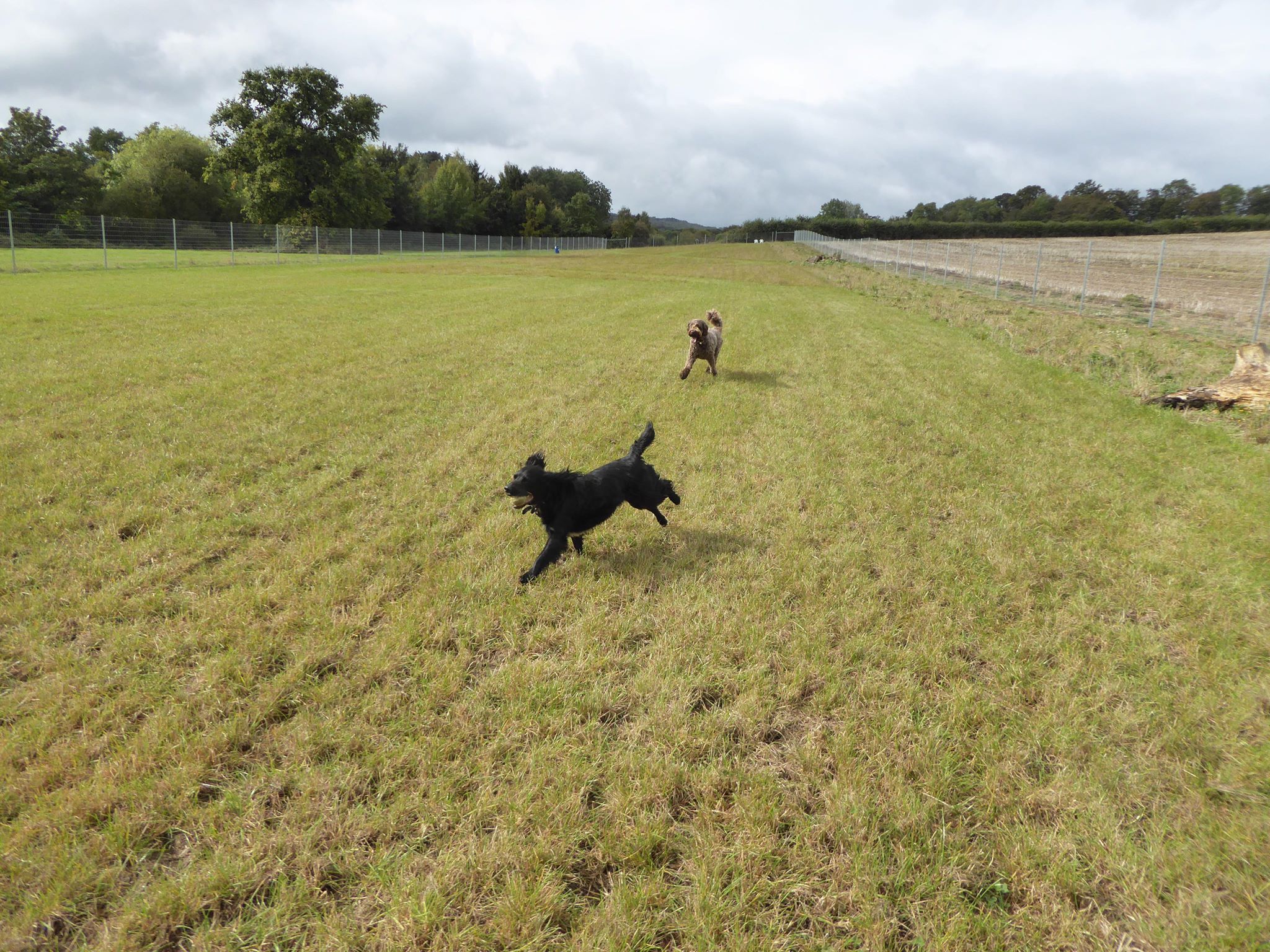 Staple Dogs Run Free